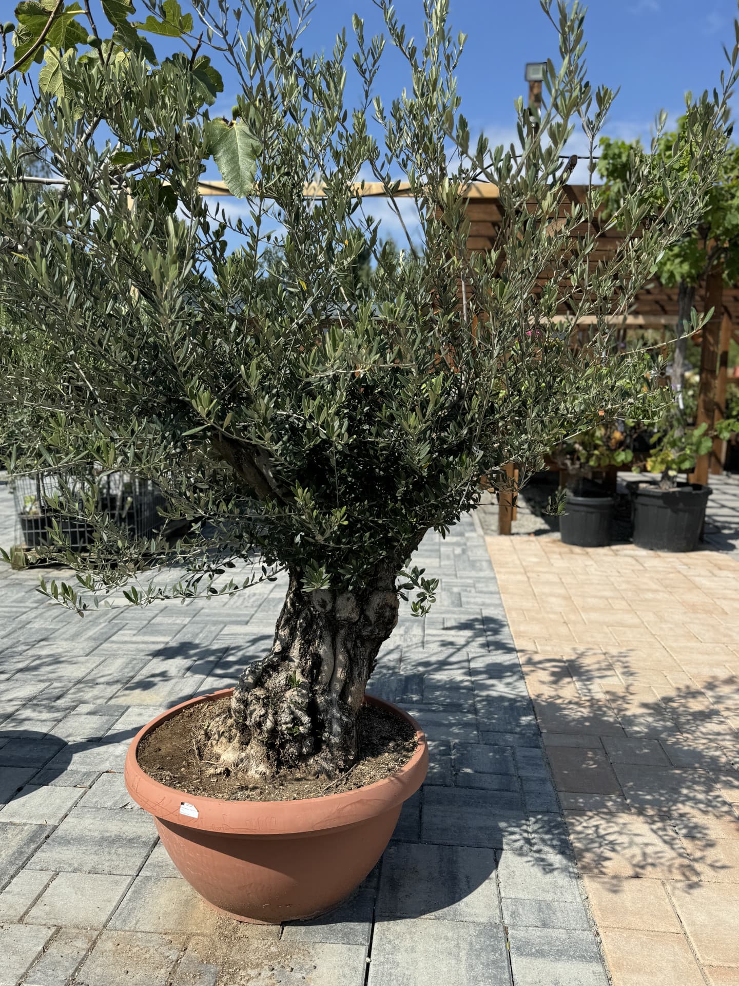 Olivovník OLEA EUROPAEA COPA PIEL VIEJA TARRINA 90CM - thumbnail 3