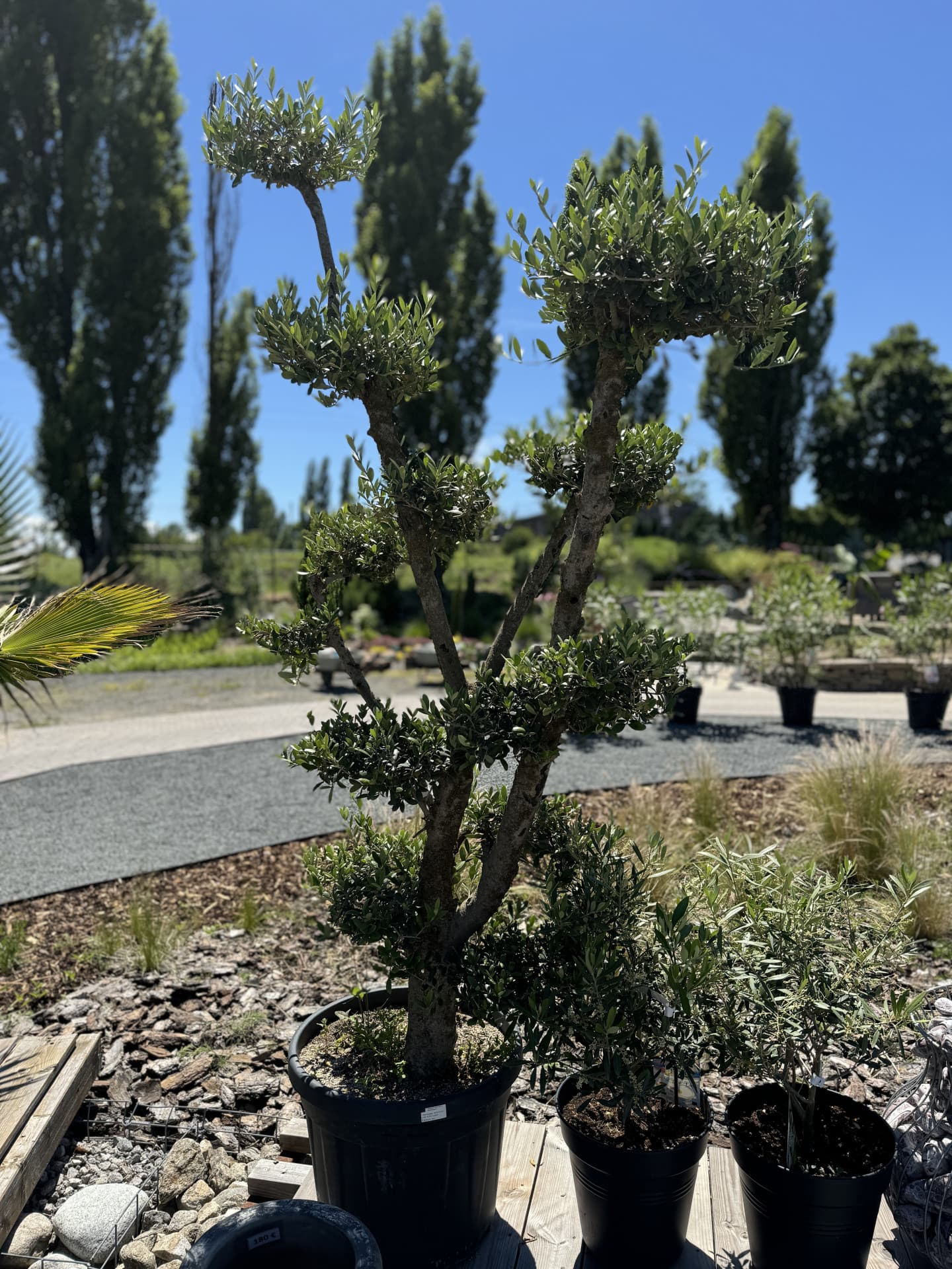 Olivovník OLEA EUROPAEA PLATO  - thumbnail 4