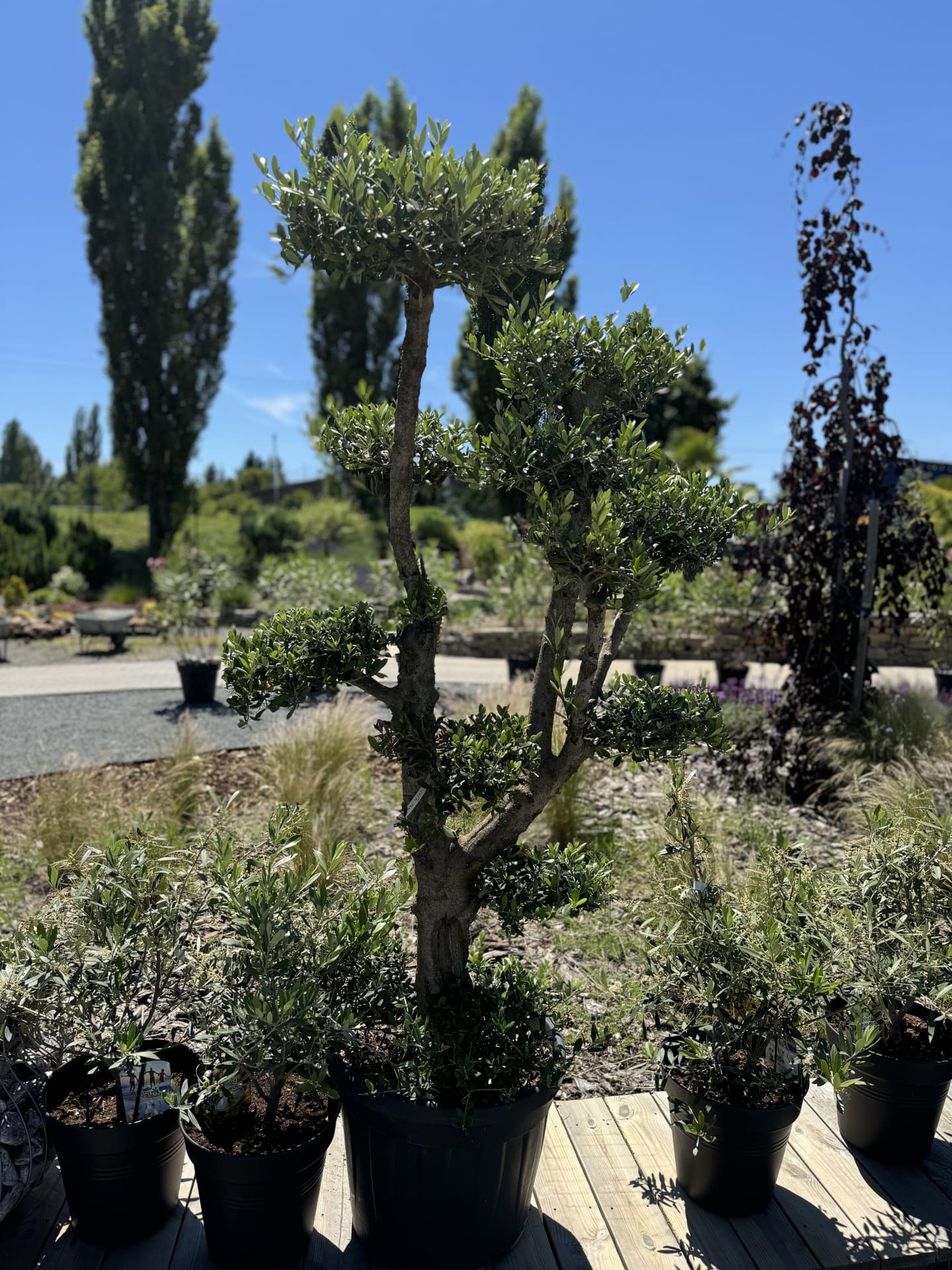 Olivovník OLEA EUROPAEA PLATO  - thumbnail 5