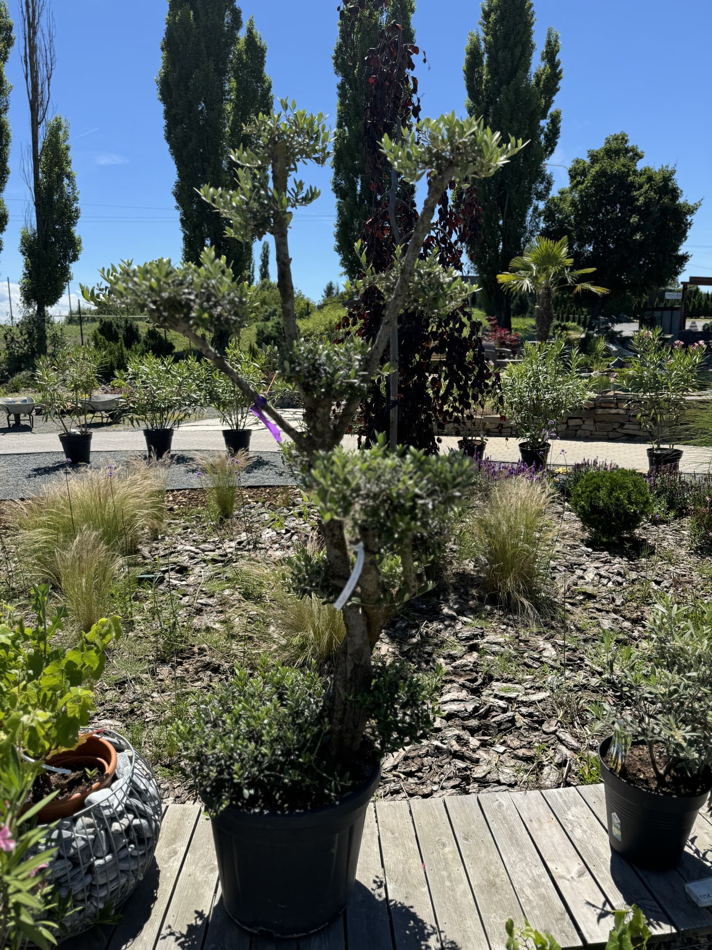 Olivovník OLEA EUROPAEA PLATO  - thumbnail 8