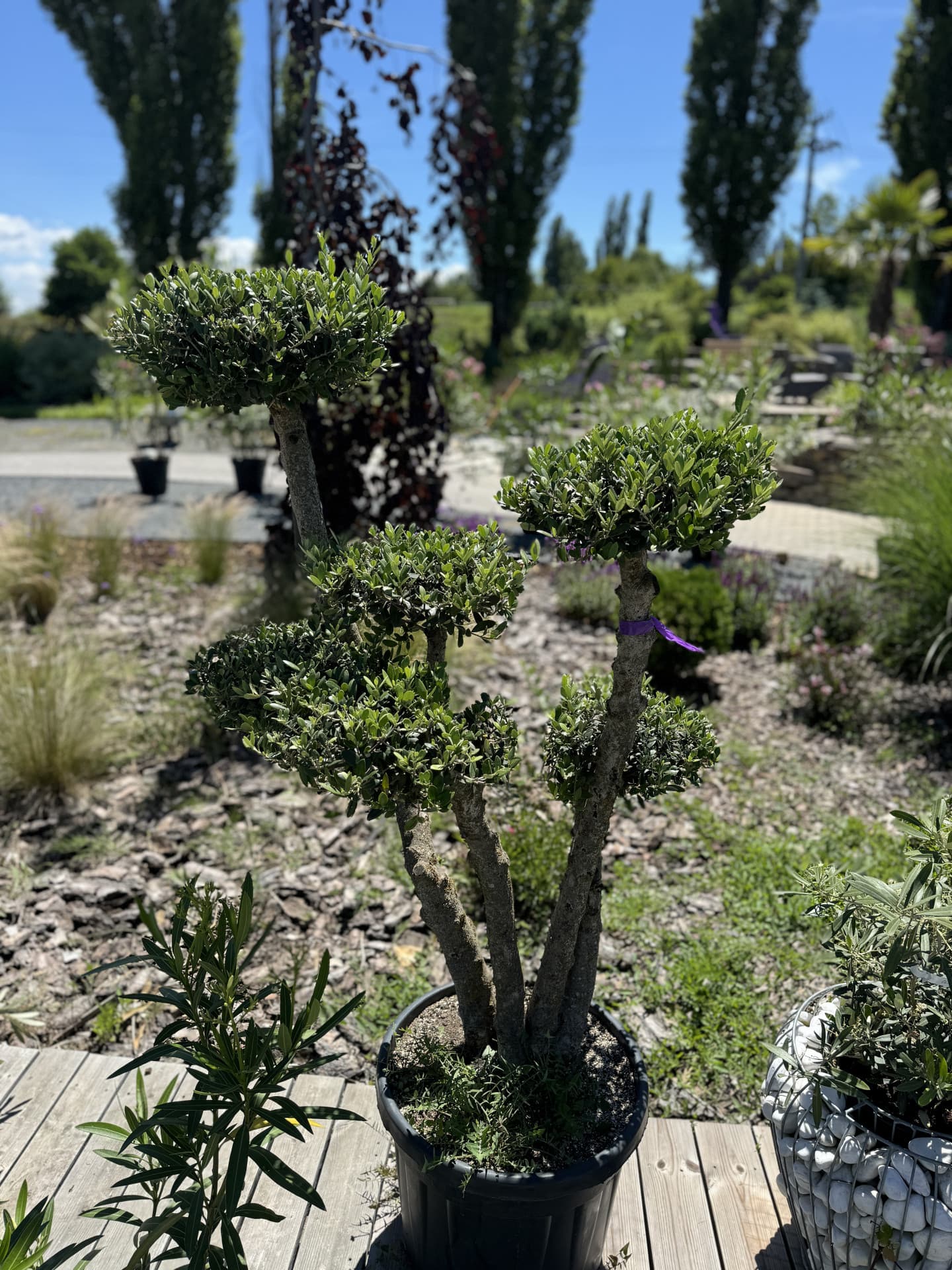 Olivovník OLEA EUROPAEA PLATO  - thumbnail 3