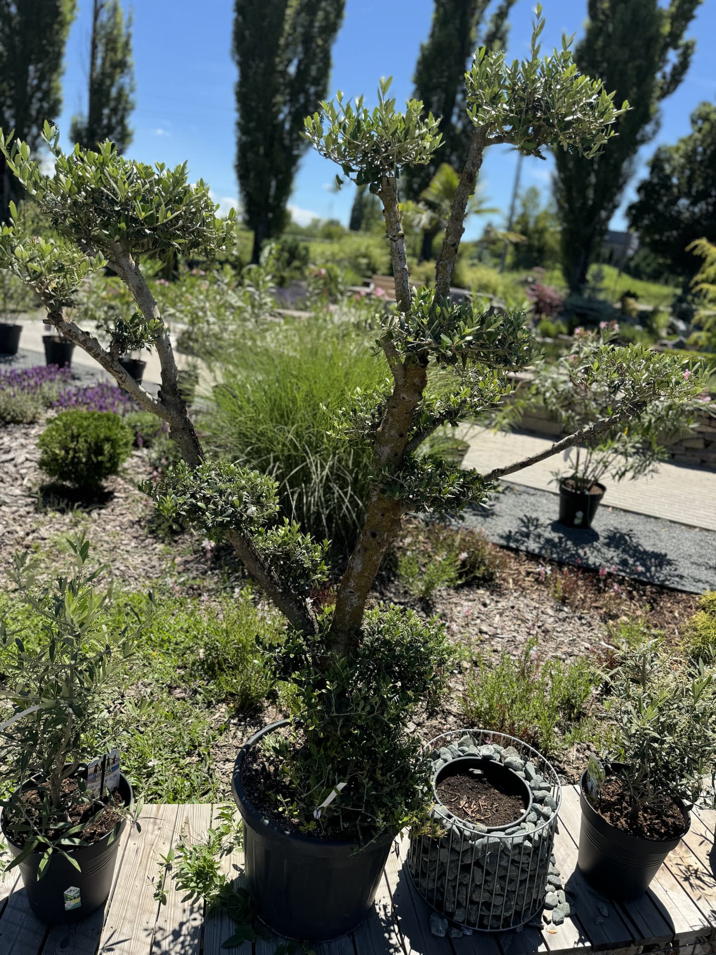 Olivovník OLEA EUROPAEA PLATO  - thumbnail 6