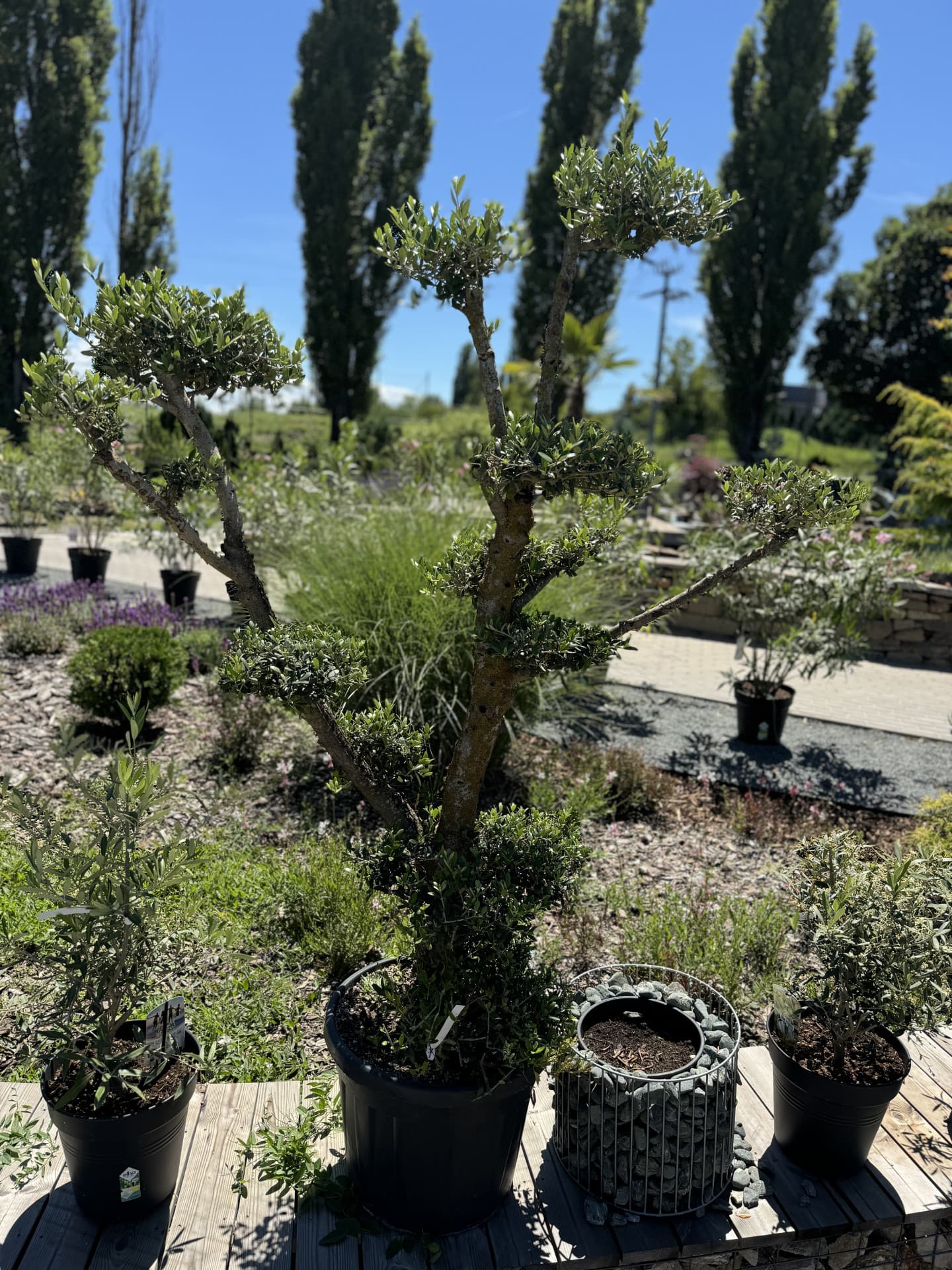 Olivovník OLEA EUROPAEA PLATO  - thumbnail 7