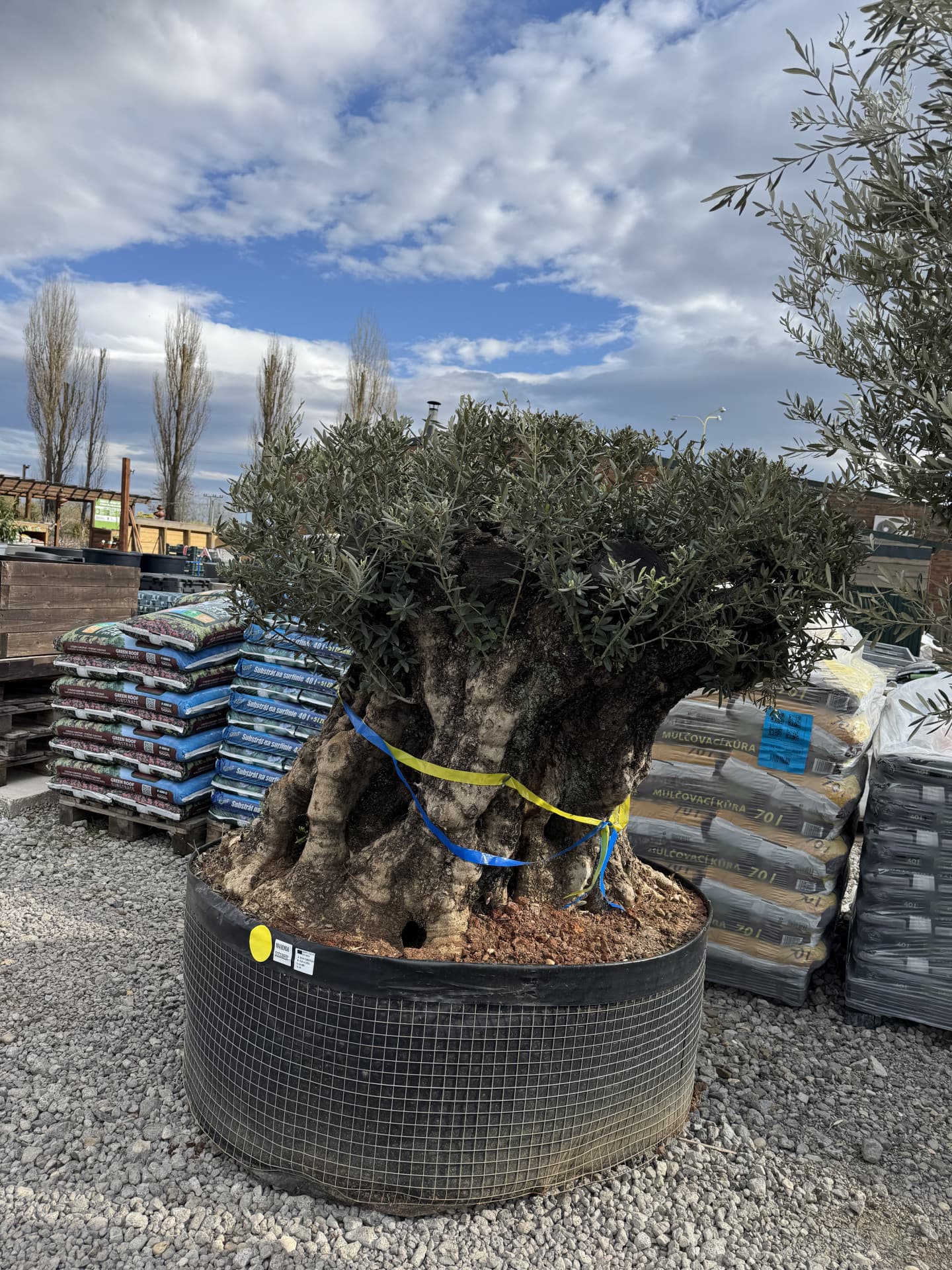 Olivovník OLEA EUROPAEA MAXIBONSAI DISCO - thumbnail 2