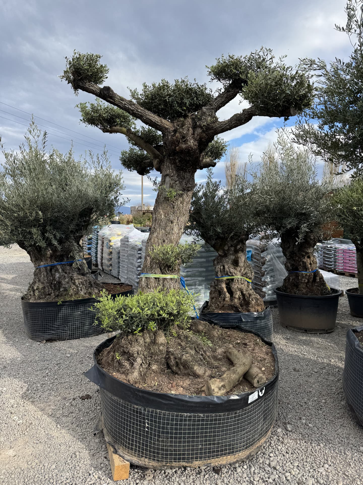 Olivovník OLEA EUROPAEA LECHIN PLATOS  - thumbnail 1