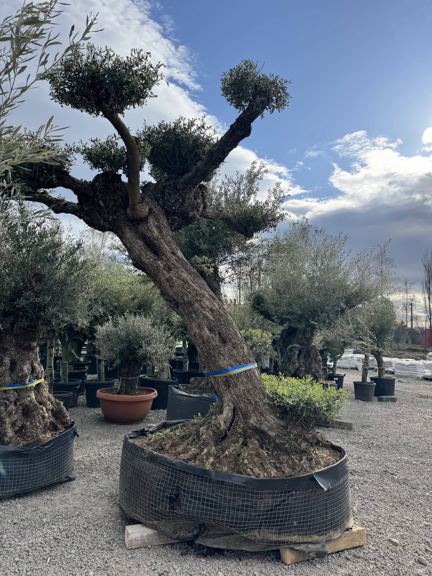 Olivovník OLEA EUROPAEA LECHIN PLATOS  - thumbnail 2