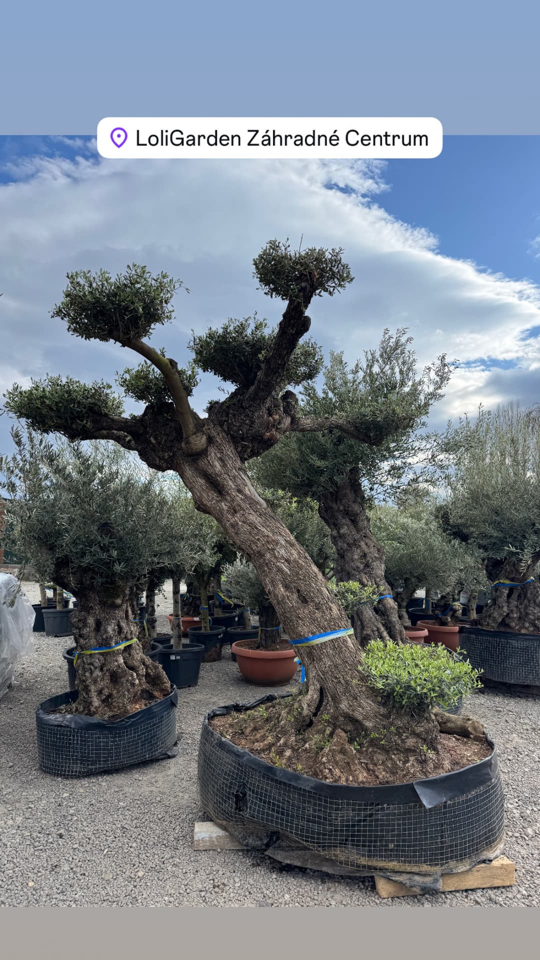 Olivovník OLEA EUROPAEA LECHIN PLATOS  - thumbnail 3