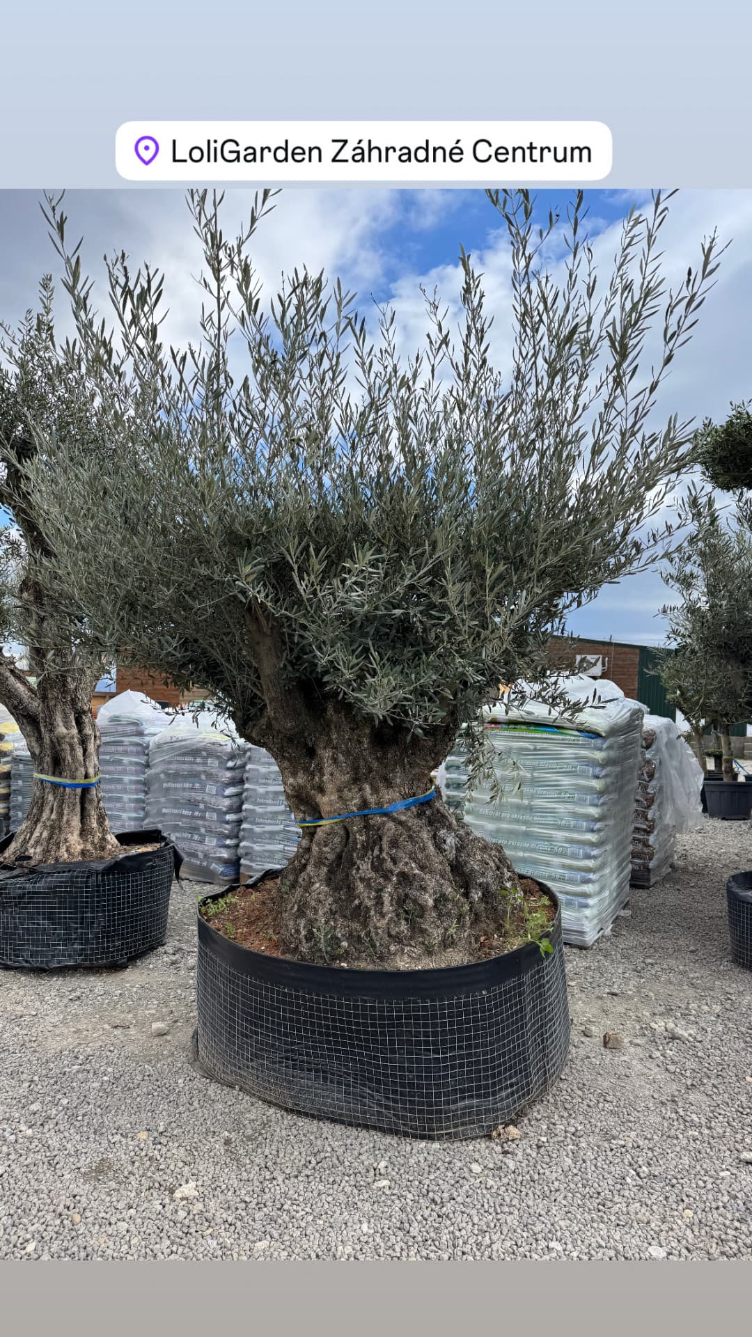 Olivovník OLEA EUROPAEA MAXIBONSAI 160/180CM P - thumbnail 1