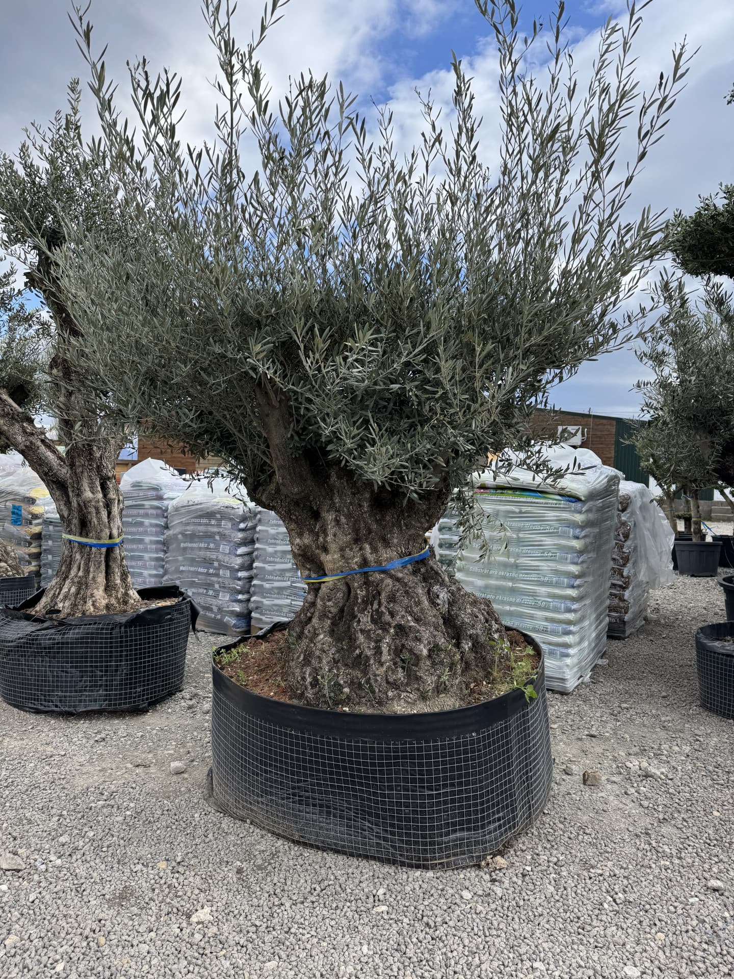 Olivovník OLEA EUROPAEA MAXIBONSAI 160/180CM P - thumbnail 2