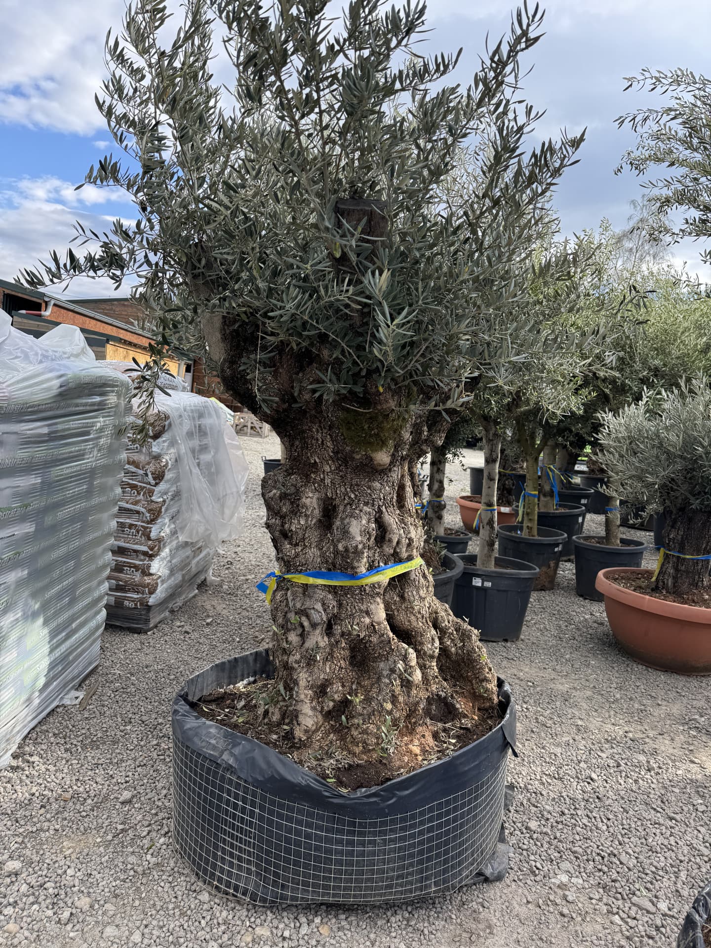 Olivovník OLEA EUROPAEA MAXIBONSAI 160/180CM P - thumbnail 3
