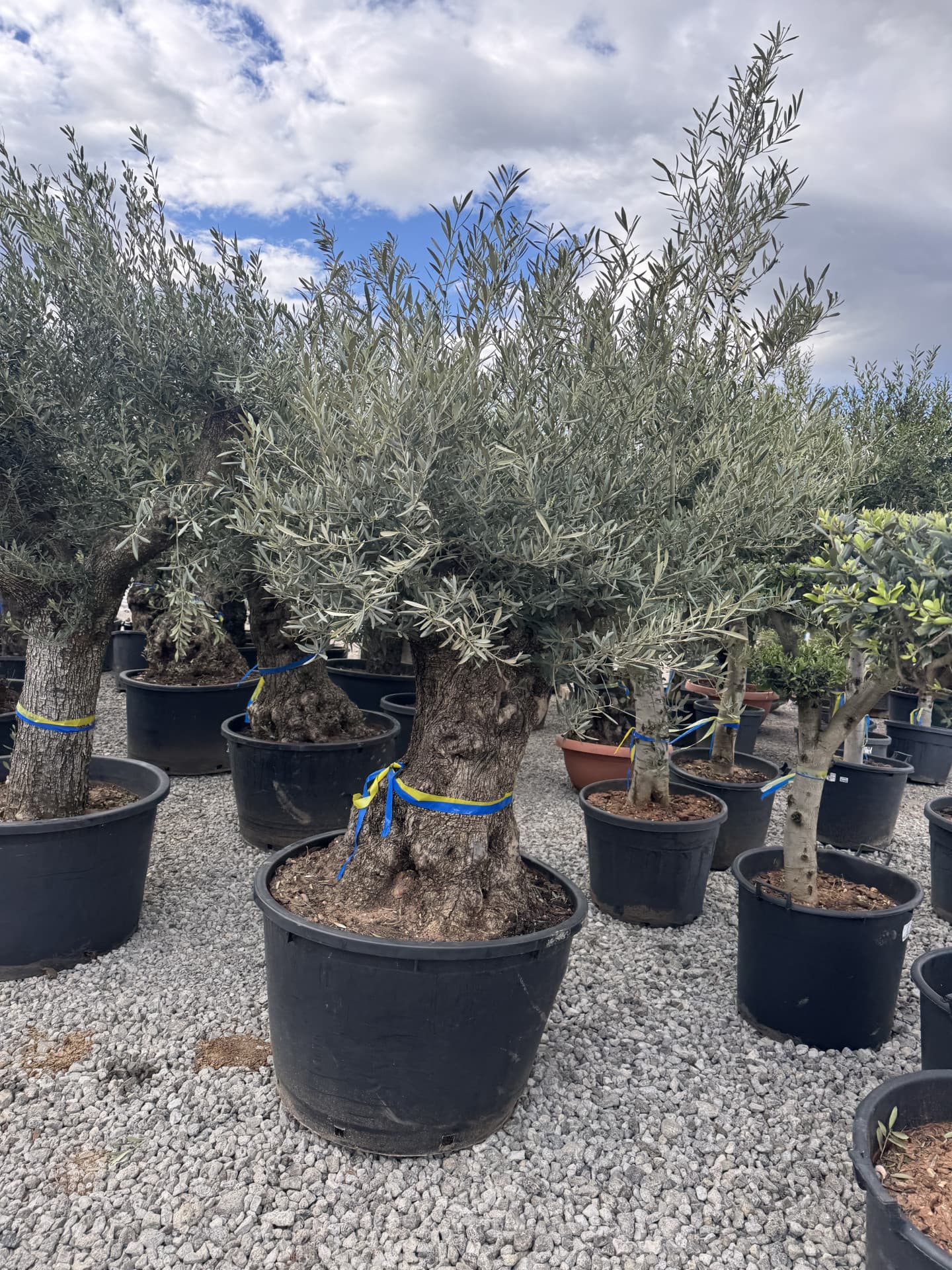 Olivovník OLEA EUROPAEA MINIBONSAI 80/100CM P. - thumbnail 1