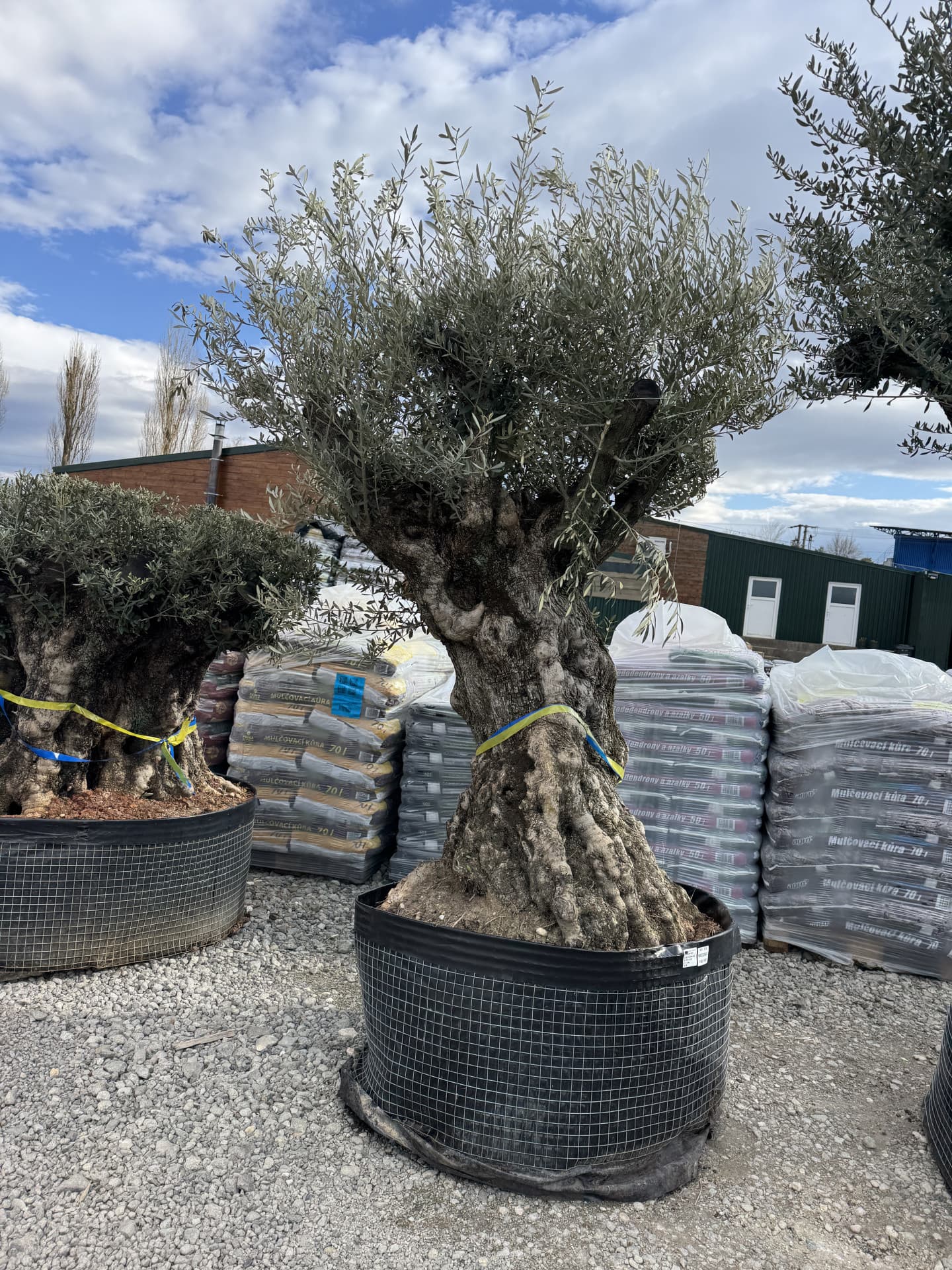 Olivovník OLEA EUROPAEA MINIBONSAI 80/100CM P. - thumbnail 2