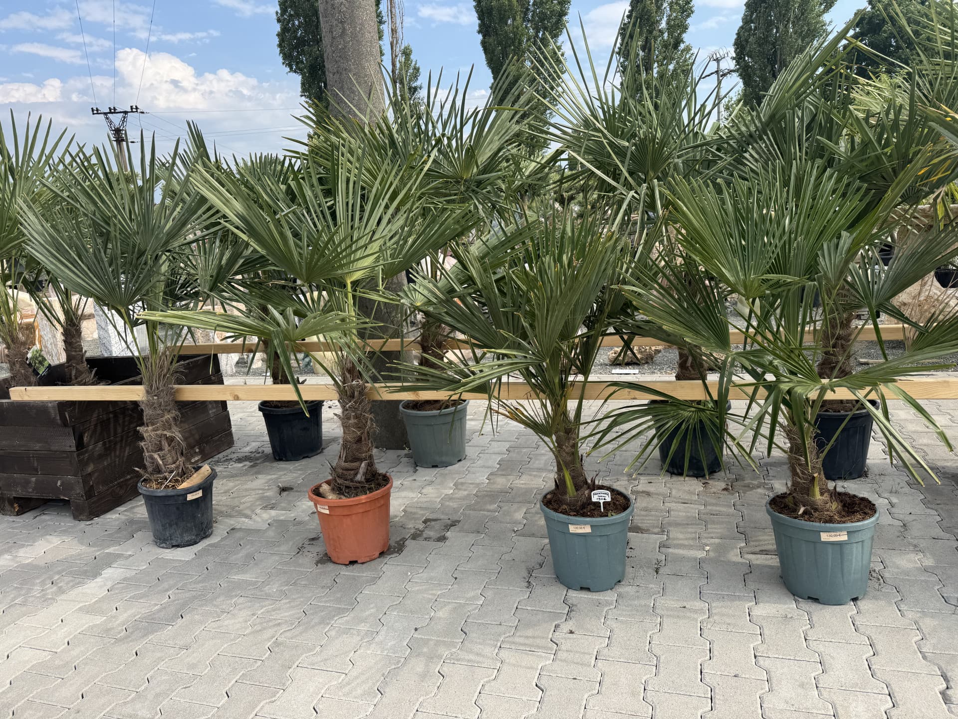 Trachycarpus Fortunei 150cm - thumbnail 1