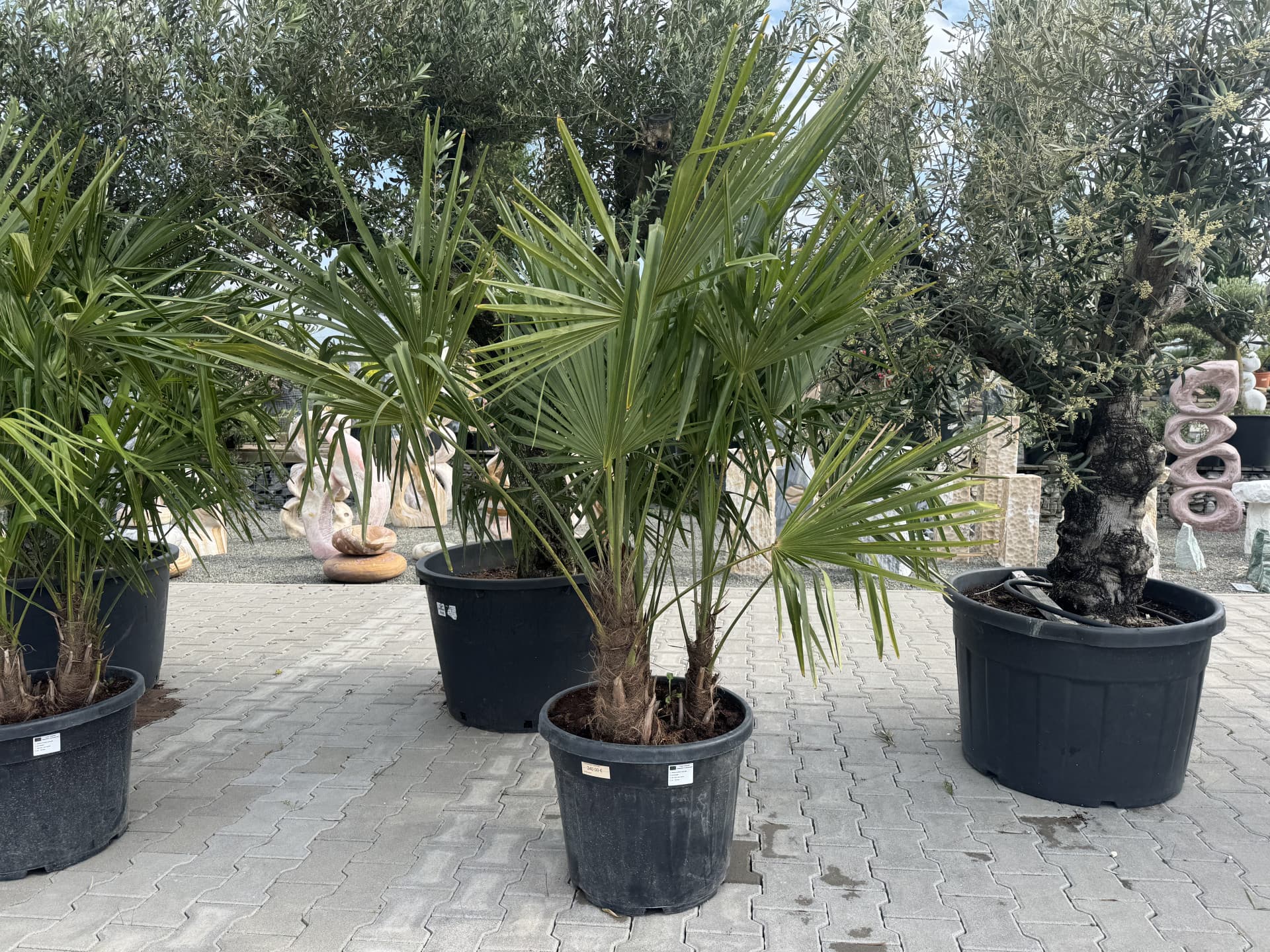 Viac-kmenný Trachycarpus fortunei  - thumbnail 2