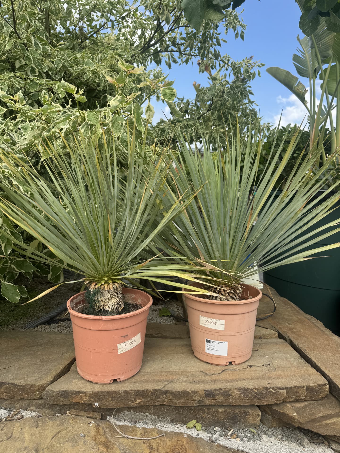 YUCCA ROSTRATA 5L - thumbnail 1