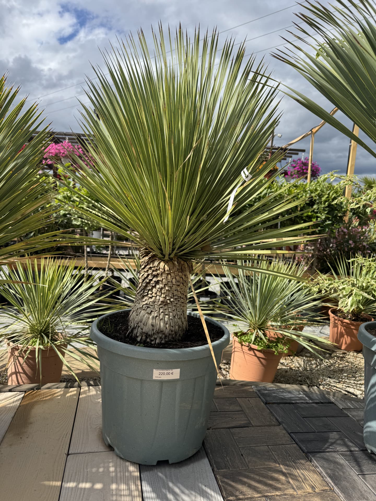 YUCCA ROSTRATA 35L - thumbnail 1