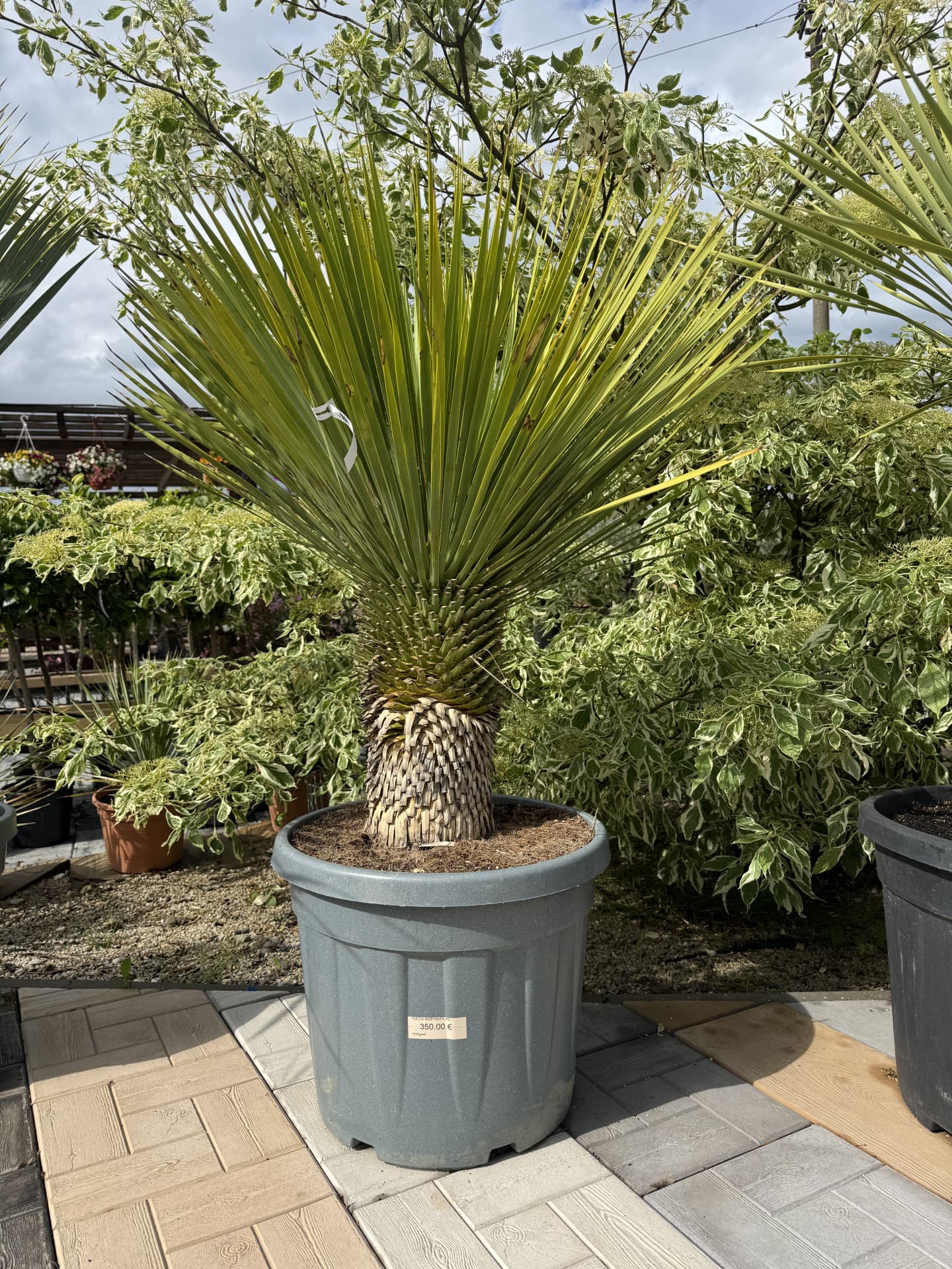 YUCCA ROSTRATA 45L - thumbnail 1