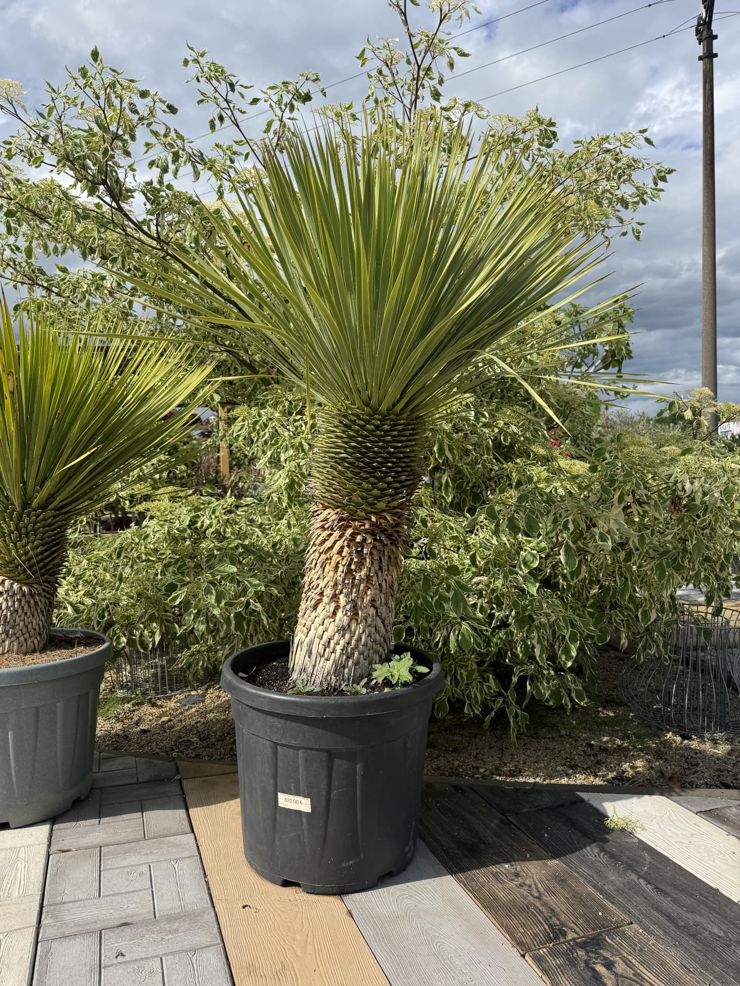 YUCCA ROSTRATA TRUNK 50/60CM H C45l - thumbnail 1