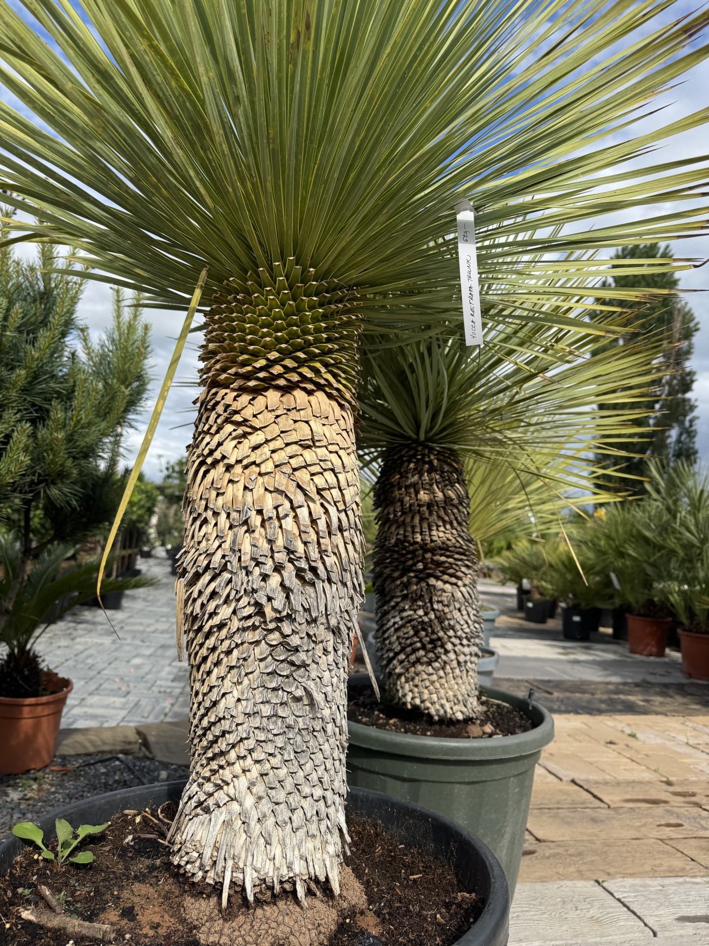 YUCCA ROSTRATA TRUNK 50/60CM H C45l - thumbnail 4