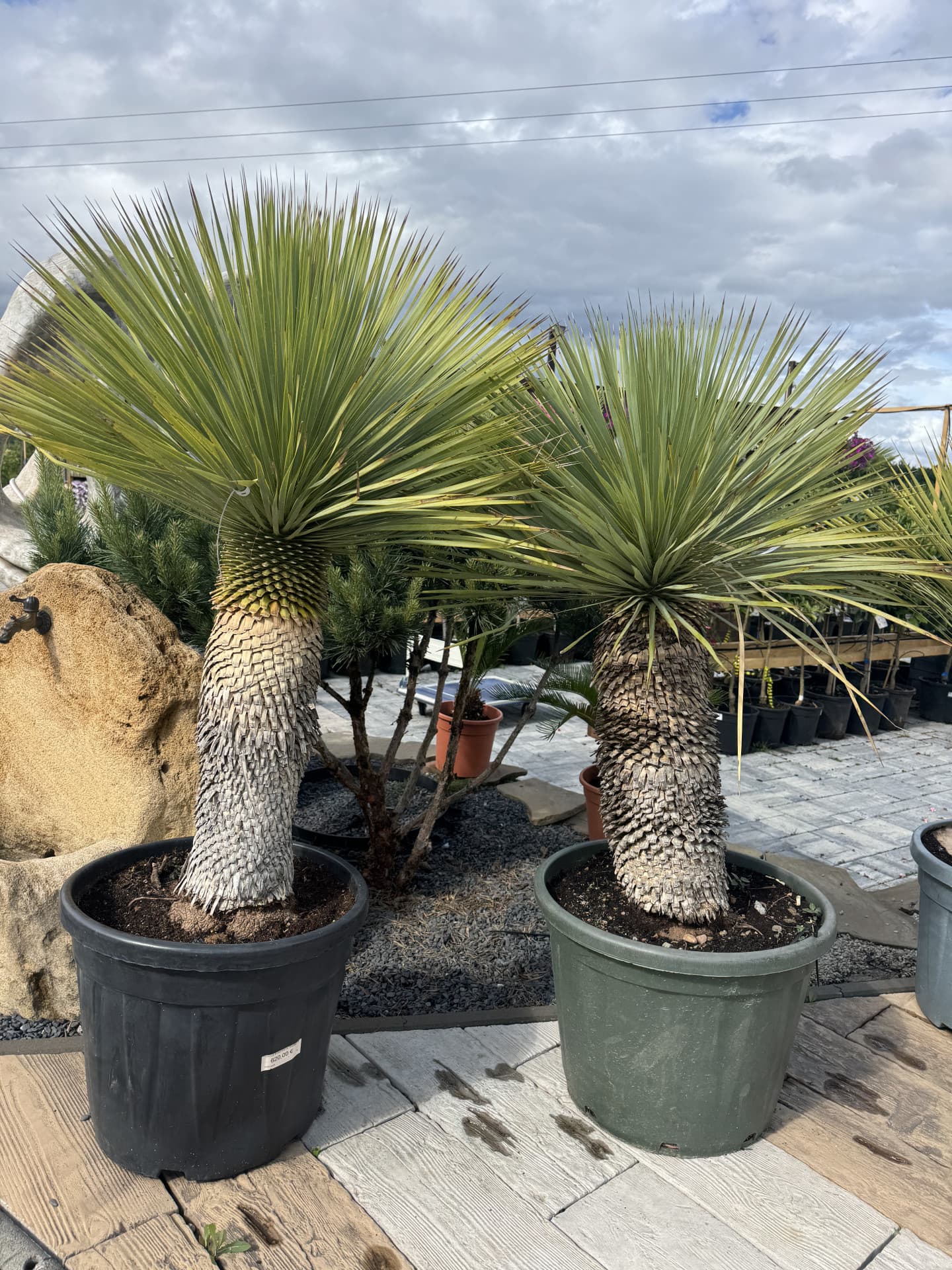 YUCCA ROSTRATA TRUNK 50/60CM H C45l - thumbnail 2