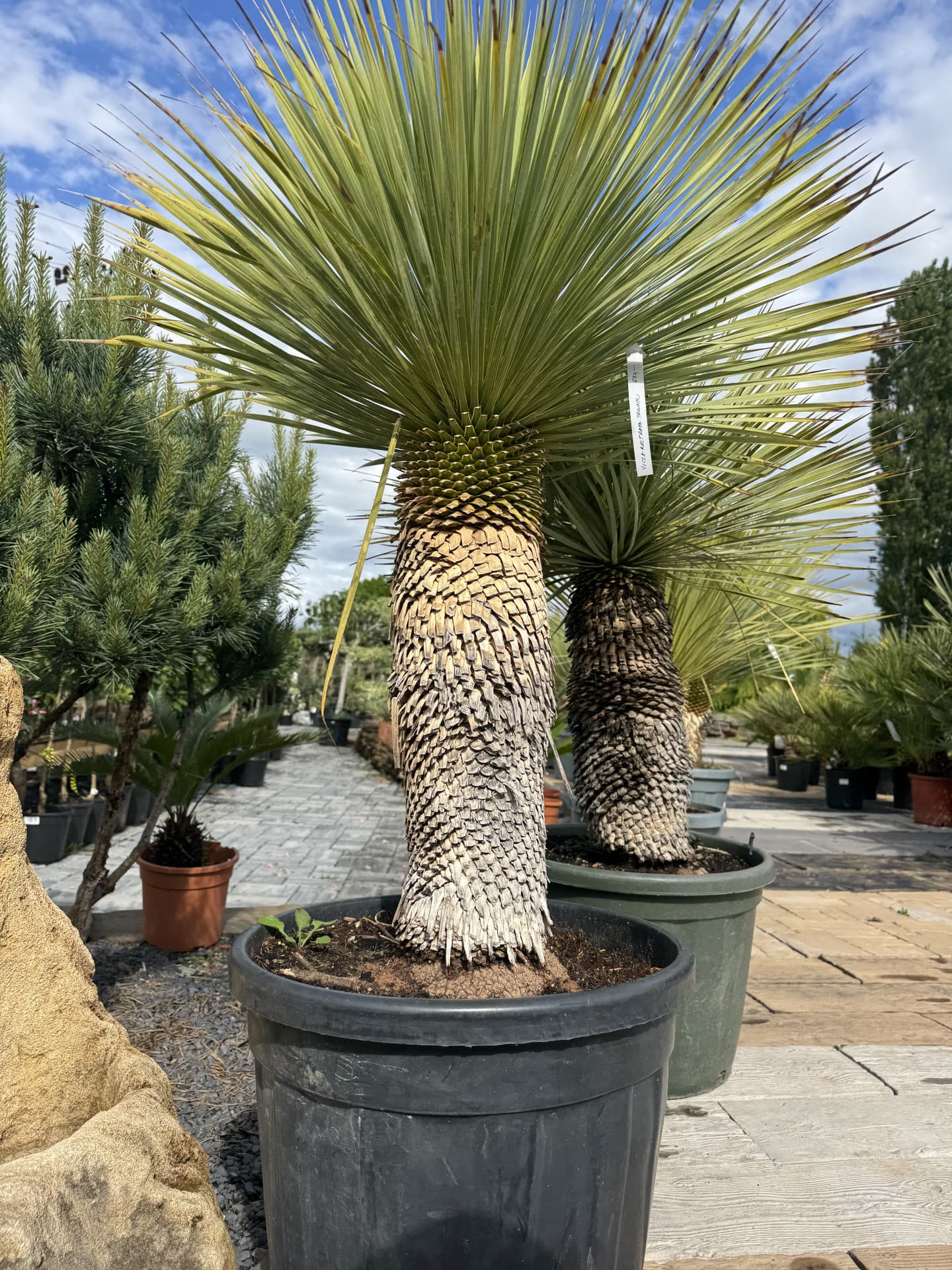YUCCA ROSTRATA TRUNK 50/60CM H C45l - thumbnail 3