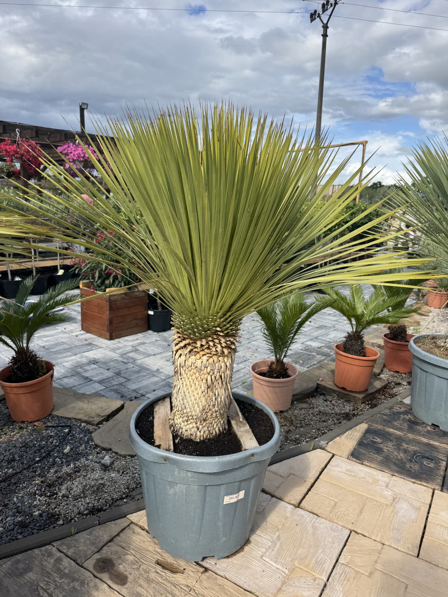 YUCCA ROSTRATA 45L - thumbnail 2