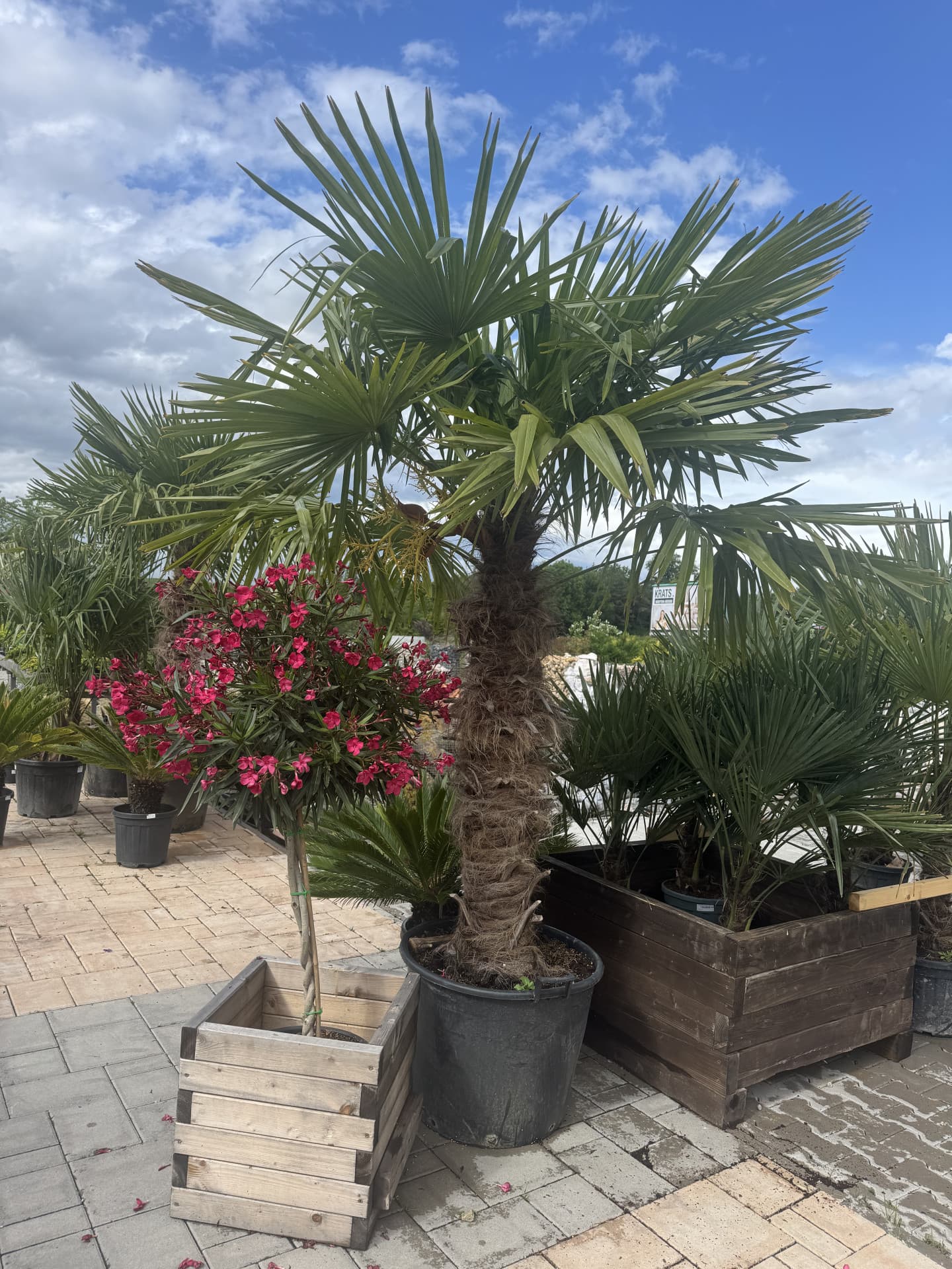 Trachycarpus Fortunei 250cm - thumbnail 2