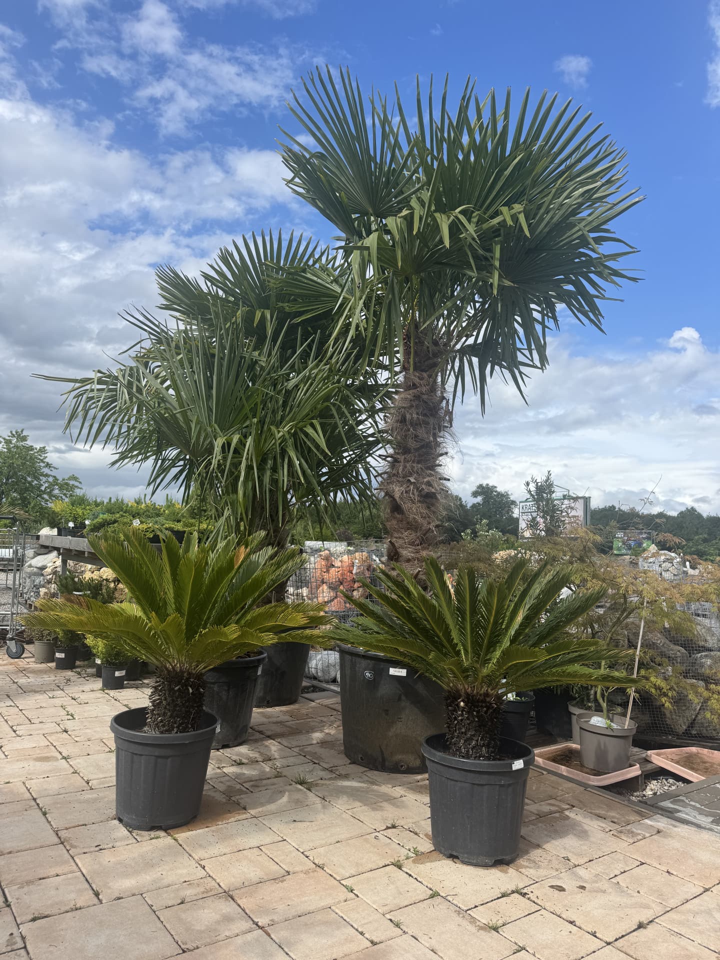 Trachycarpus Fortunei 250cm - thumbnail 3