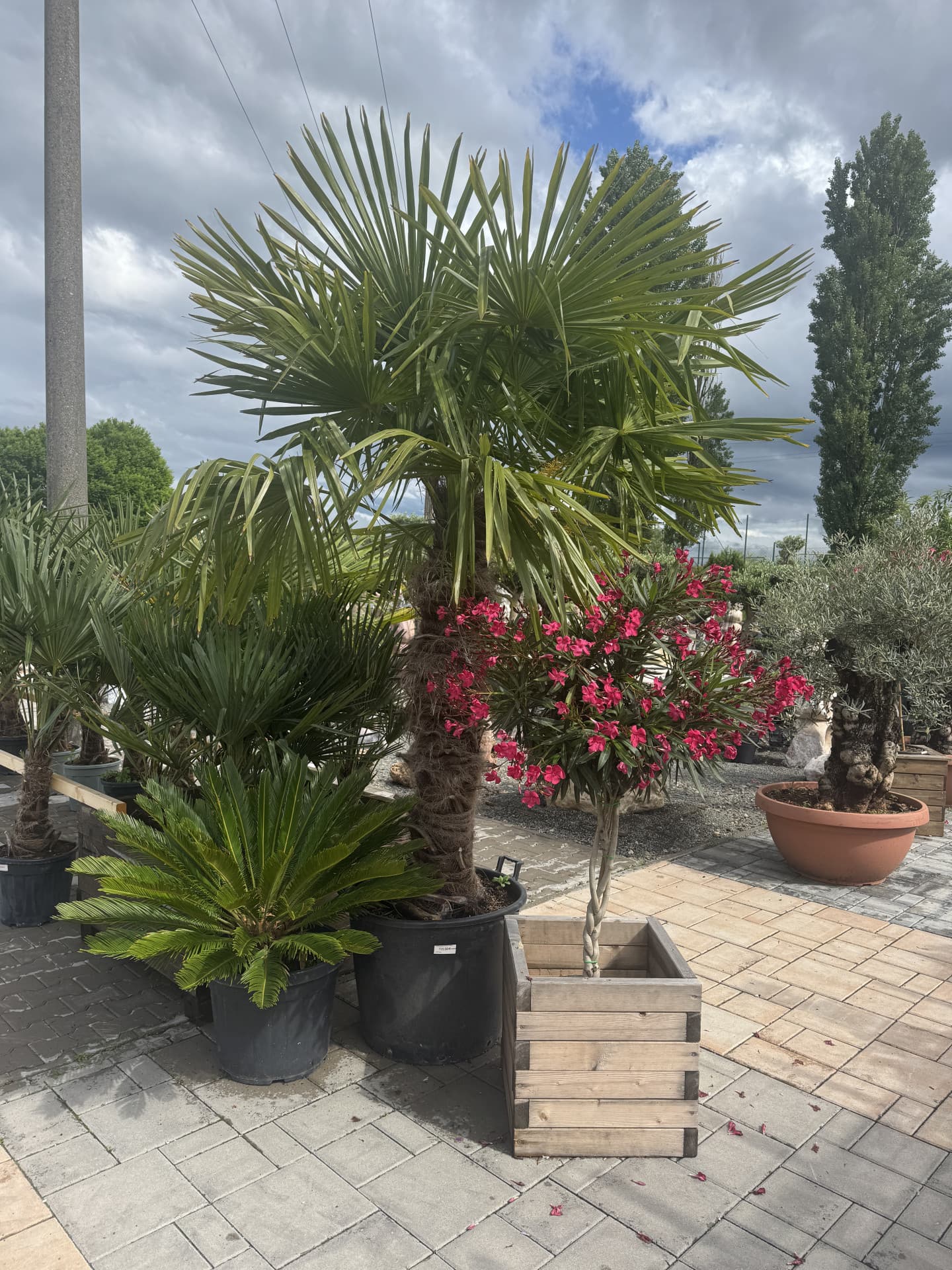 Trachycarpus Fortunei 250cm - thumbnail 4