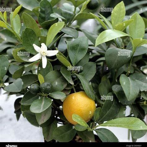 Pomarančovník Citrus Sinensis v kvetináči 15L - thumbnail 3