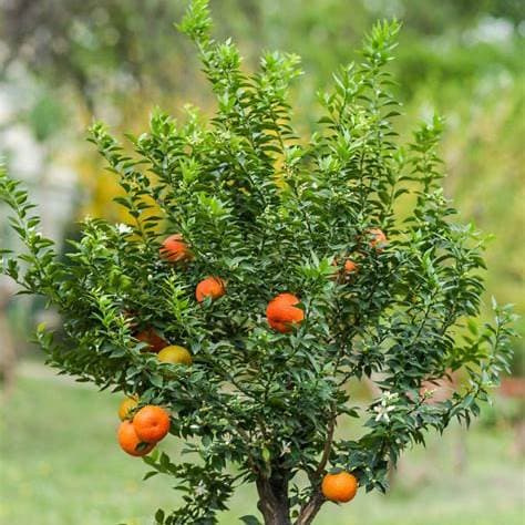 Pomarančovník Citrus Sinensis v kvetináči 15L - thumbnail 2