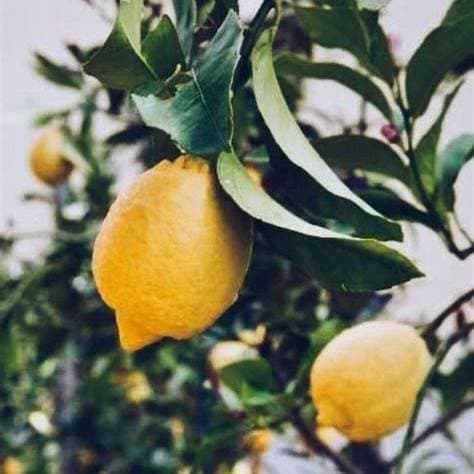 Citrón – Citrus limon v kvetináči 15L - thumbnail 3