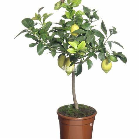 Citrón – Citrus limon v kvetináči 15L - thumbnail 4