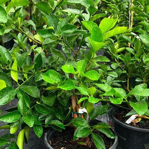 Limetka - CITRUS LATIFOLIA LIMA 15L - thumbnail 3
