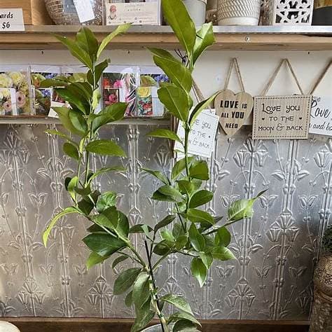 Limetka - CITRUS LATIFOLIA LIMA 15L - thumbnail 4