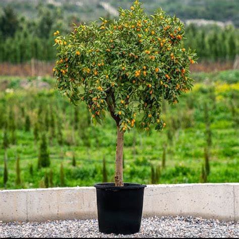 Kumquat- CITRUS FORTUNELLA KUMQUAT 15L - thumbnail 3