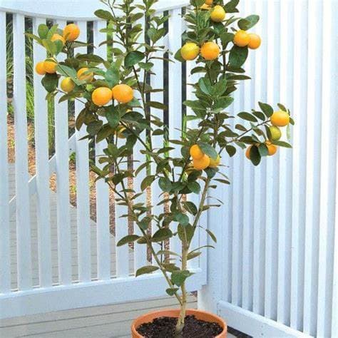 Kumquat- CITRUS FORTUNELLA KUMQUAT 15L - thumbnail 4