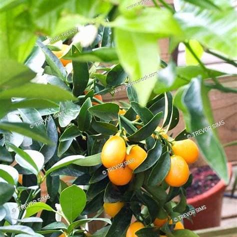 Kumquat- CITRUS FORTUNELLA KUMQUAT 15L - thumbnail 1