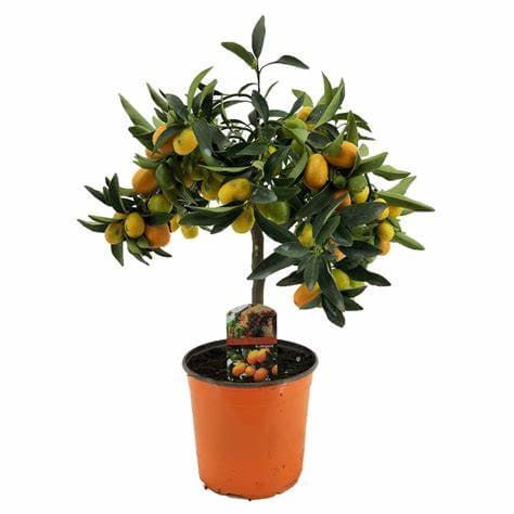 Kumquat- CITRUS FORTUNELLA KUMQUAT 15L - thumbnail 2