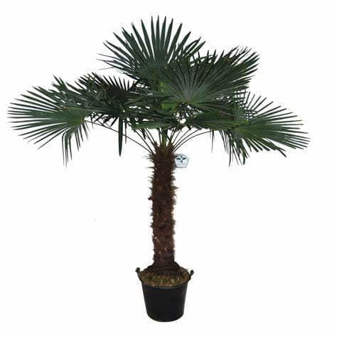 Trachycarpus Fortunei 250cm - thumbnail 1
