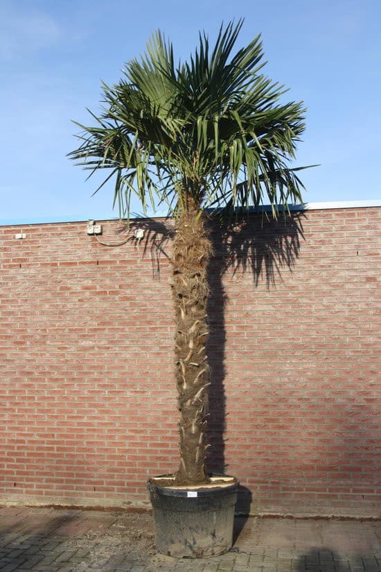 Trachycarpus Fortunei 300-400cm - thumbnail 2
