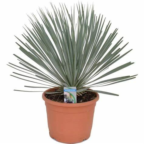 YUCCA ROSTRATA 5L - thumbnail 2