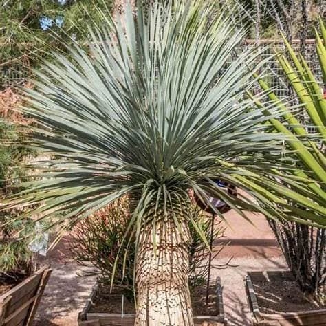 YUCCA ROSTRATA 35L - thumbnail 2