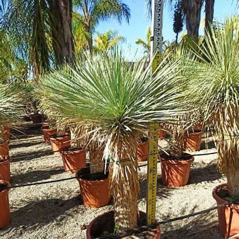 YUCCA ROSTRATA 35L - thumbnail 3