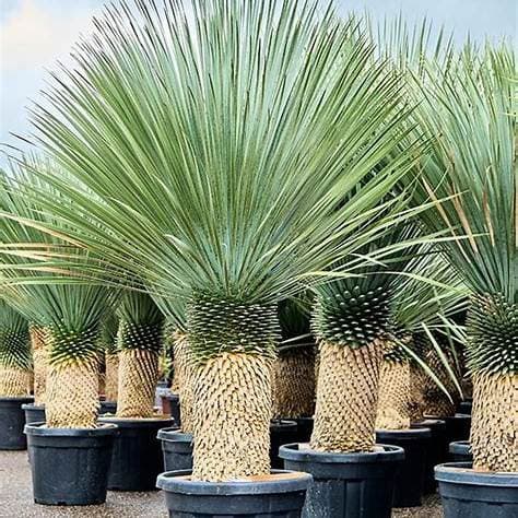 YUCCA ROSTRATA 45L - thumbnail 3