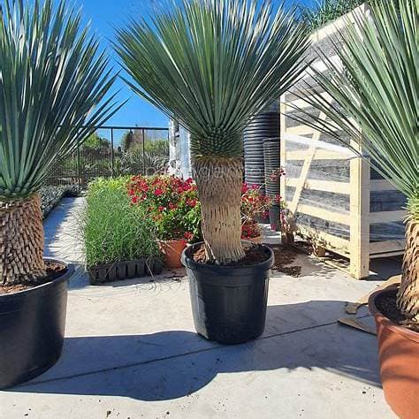 YUCCA ROSTRATA 45L - thumbnail 6