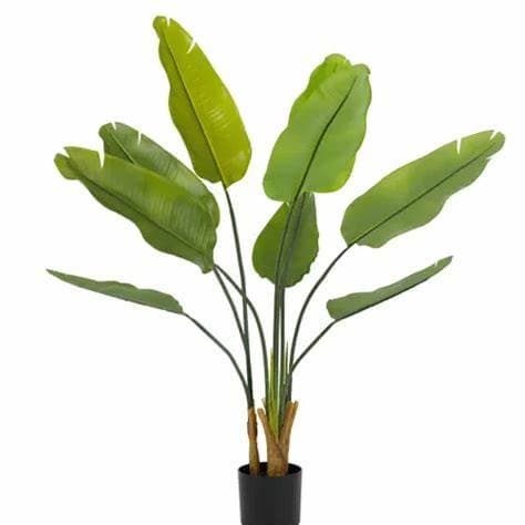 Strelitzia augusta 10 L - thumbnail 1