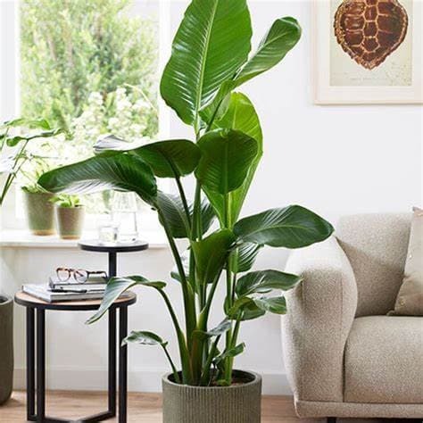 Strelitzia augusta 10 L - thumbnail 2