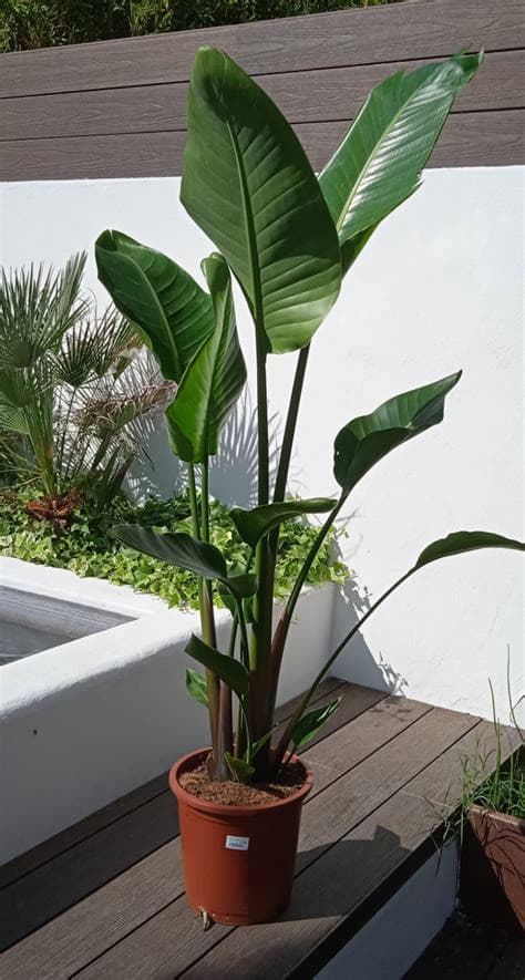  Strelitzia Augusta 25L - thumbnail 1