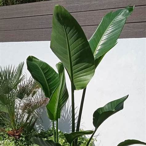 Strelitzia Augusta 35L - thumbnail 4